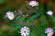 природа
