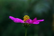 природа