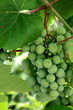 Green grapes
