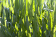 ilmax72_1066