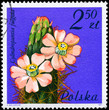 POLAND - CIRCA 1981 Jumping Cholla