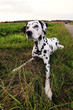 hund nahaufnahme