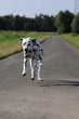 hund rennt