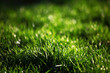 green grass green grass