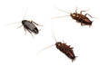 Cockroach Cockroach