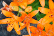 Vibrant Flower