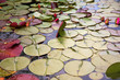 Lilly Pads