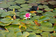 Vivid Lilly Pads
