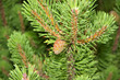 Evergreen Tree