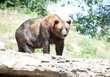Big Brown Bear