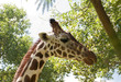 Giraffe eating leaves