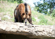 Big Brown Bear