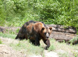 Big Brown Bear