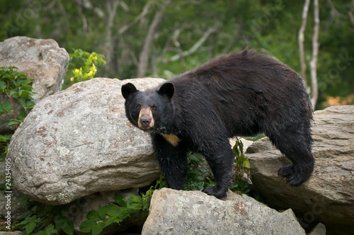 Photo: Black Bear Animal Wildlife in Western North Carolina Mountains Black Bear Animal Wildlife in Western North Carolina Mountains