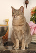 OCICAT.