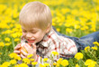 The boy lies in the field from dandelions and eats an apple The boy lies in the field from dandelions and eats an apple