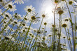 blumenwiese in froschperspektive.