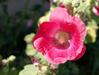 Foto: Stockrose - Alcea rosea Stockrose - Alcea rosea