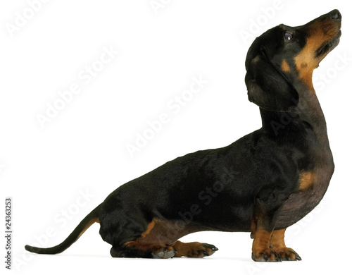 black dachshund sausage dog puppy on a white background