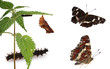 Metamorphosis of the Map Butterfly