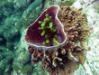 Xestospongia muta - Démosponges (Éponges cornéo-siliceuses)