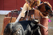 Picador