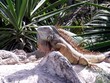 Iguana