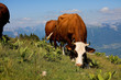 Vache abondance en alpage (Smenoz) Vache abondance en alpage (Smenoz)