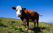Vache abondance en alpage (Smenoz) Vache abondance en alpage (Smenoz)