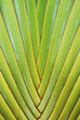 Greenery Plant