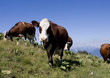 Vache abondance en alpage (Smenoz) Vache abondance en alpage (Smenoz)