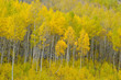 Aspen