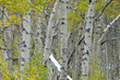 Aspen