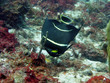 Poisson Ange Français juvénile
