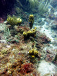 Eponge jaune