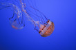 Jelly