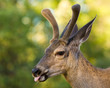 Mule Deer Sticking Tongue Out