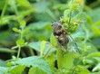 Cicala