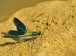 Libellula3