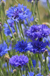 Kornblumen