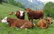 cheptel de vaches au pâturage cheptel de vaches au pâturage