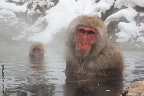 Foto: Macaque in Japan 3 Macaque in Japan 3