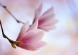 Magnolienblüte