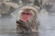 Foto: Macaque in Japan 2 Macaque in Japan 2