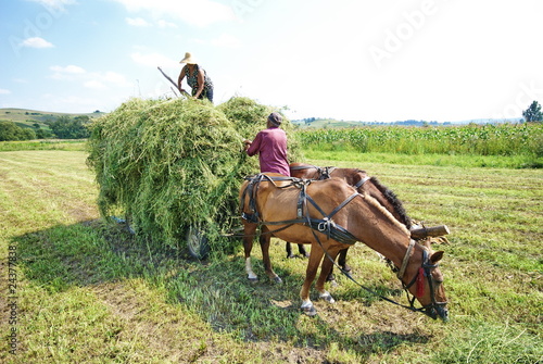 Photo: coppia al lavoro sul campo coppia al lavoro sul campo