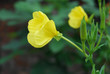evening primrose