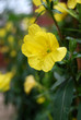 evening primrose