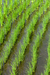 Flooded rice field with new rice shoot plantings