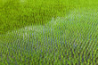 Flooded rice field with new shoot plantings