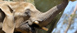 Elephant Portrait